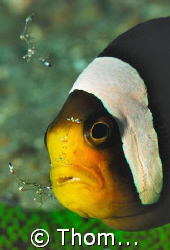 found in Lembeh; D200 by Thomas Lueken 